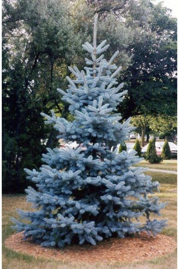 Mavi Fidanı / 40 Cm (picea Pungens) - Image 1