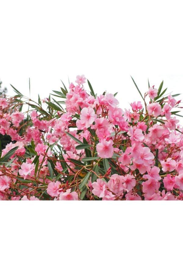 Boylu Zakkum Tüplü 80 Cm 3renk 3 Adet - Image 1