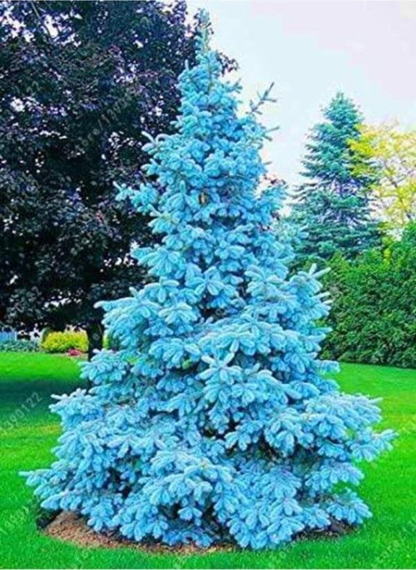 Mavi Ladin Çam Fidanı 35-45 Cm Picea Pungens - Image 1
