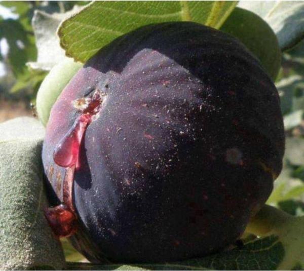 Bursa Siyah Incir ( Yediveren ) Fidanı \ 30-50 Cm ) - Image 1
