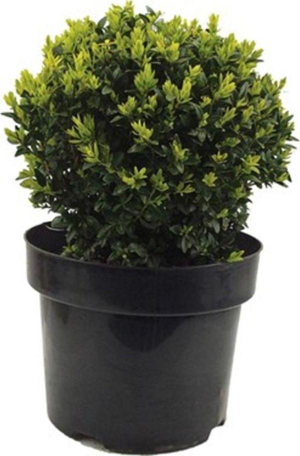 Buxus Sempervirens Şimşir Fidanı 20-30 Cm 1 Adet - Image 1