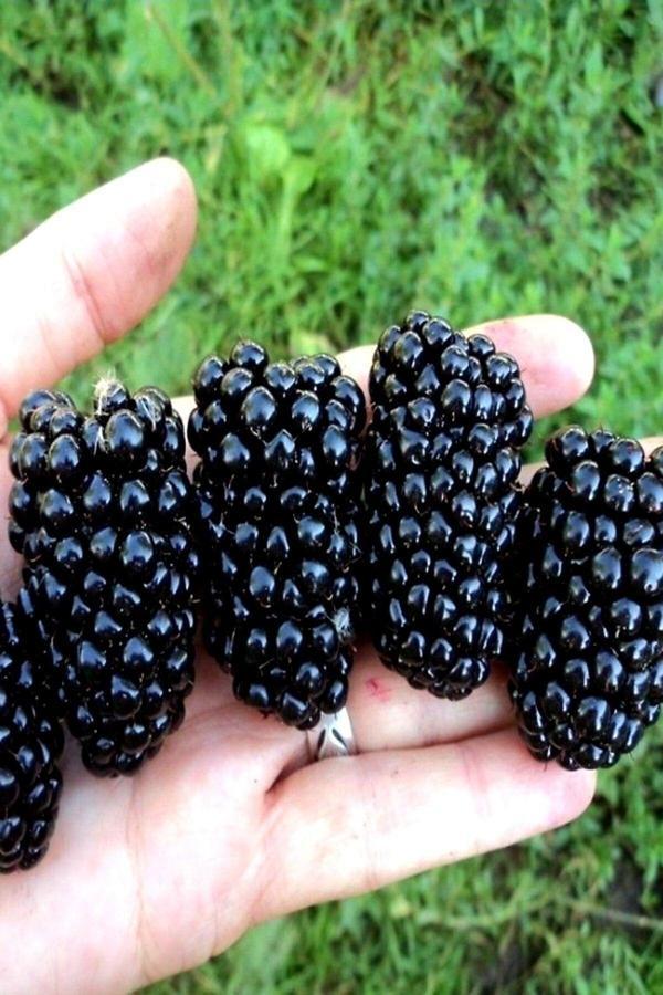 Tüplü Büyük Meyveli Jumbo Böğürtlen Fidanı - Image 1