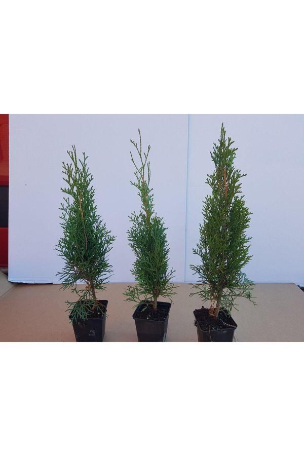 4 Adet Smargat Mazı Fidanı 30-40 cm - Image 1