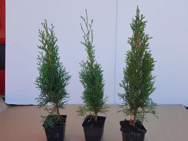 4 Adet Smargat Mazı Fidanı 30-40 cm - Image 1