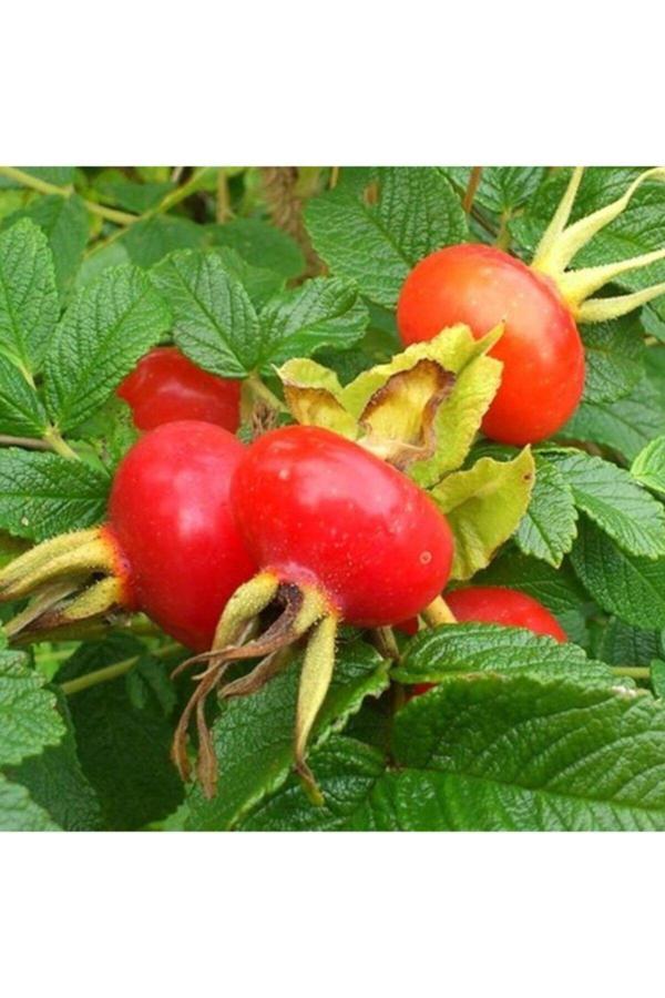 Tüplü Büyük Meyveli Rosa Rugosa Kuşburnu Fidanı - Image 1