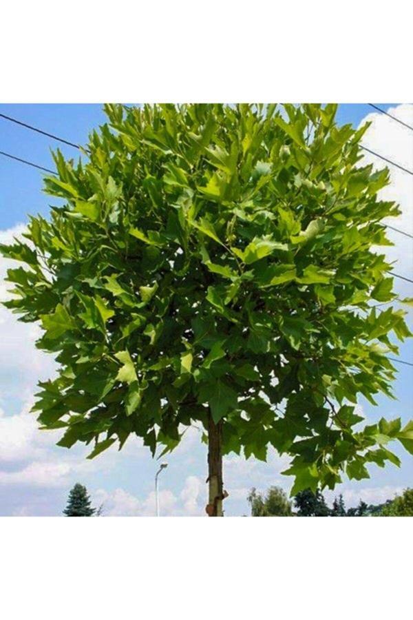 Tüplü Dayanıklı Çınar Ağacı Fidanı (80-100 Cm) - Image 1