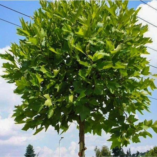 Tüplü Dayanıklı Çınar Ağacı Fidanı 10 Adet (80-100 Cm) - Image 1