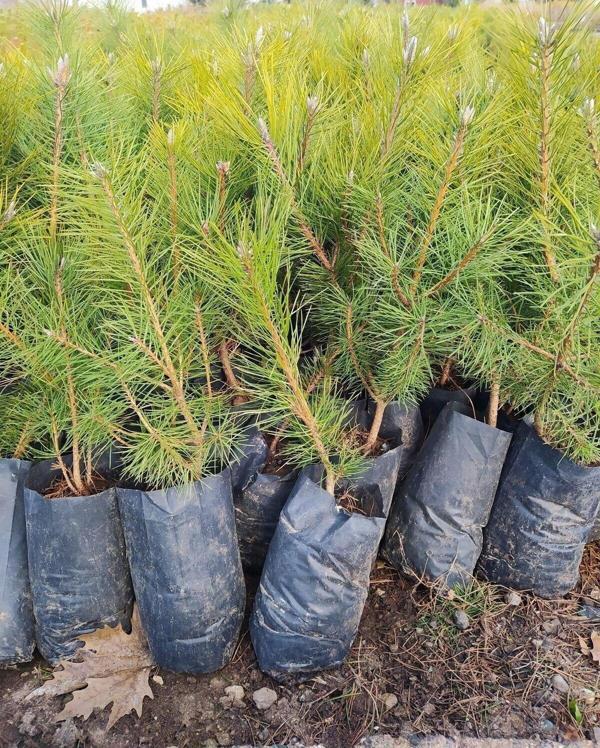Çam Fidanı Pinus- Dayanıklı Ve Hızlı Gelişen, 40 Cm Boy - Image 1