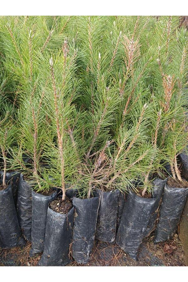 Çam Fidanı, Hatıra Ormanı Fidanı, 30-50 CM Tüplü - Image 1