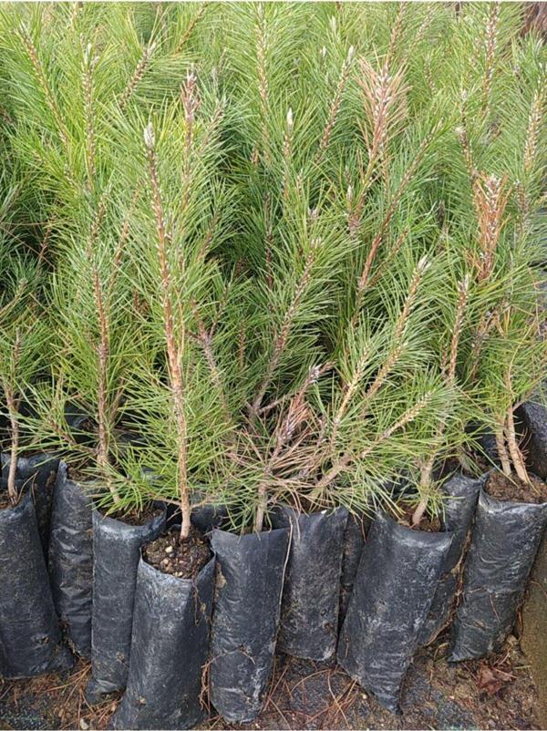 Çam Fidanı, Hatıra Ormanı Fidanı, 30-50 CM Tüplü - Image 1