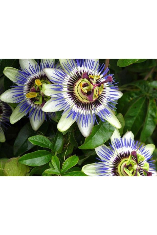 Çarkıfelek Meyvesi Fidesi Passiflora) 20-30 cm Mavi Çiçek - Image 1