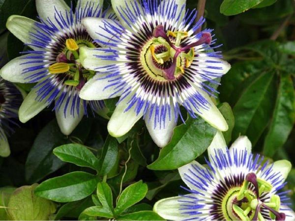 Çarkıfelek Meyvesi Fidesi Passiflora) 20-30 cm Mavi Çiçek - Image 1