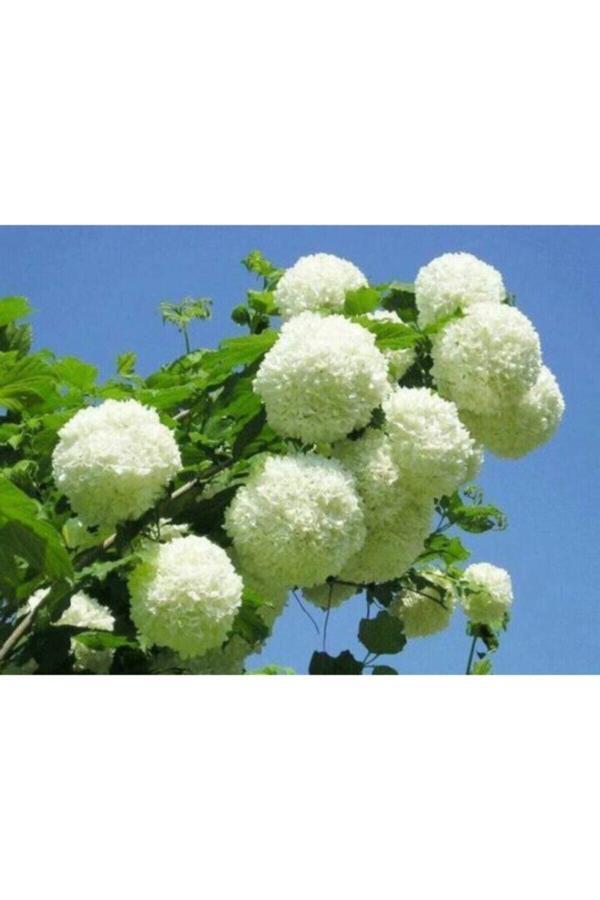 Çınar Kartopu Çiçeği Fidanı 60 Cm - Image 1