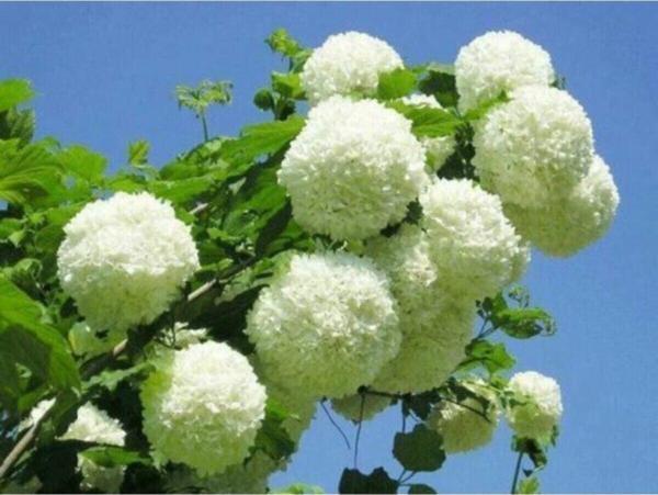 Çınar Kartopu Çiçeği Fidanı 60 Cm - Image 1