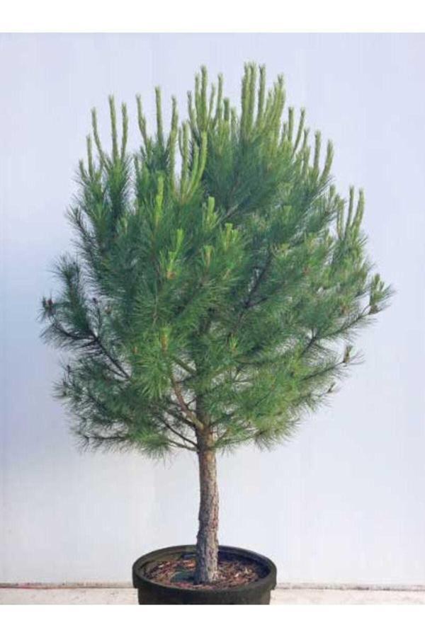 Tüplü Fıstık Çam Fidanı Yaş 3 Boy 100-120cm - Image 1
