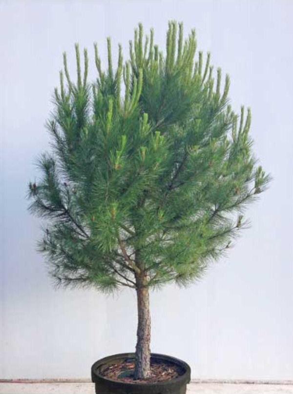 Tüplü Fıstık Çam Fidanı Yaş 3 Boy 100-120cm - Image 1