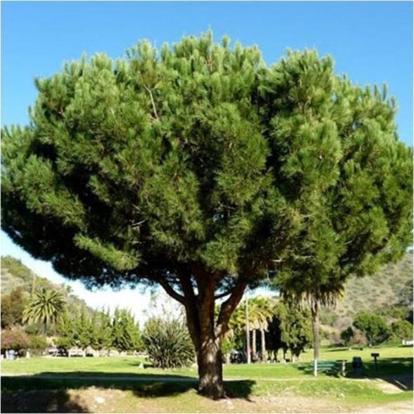 Tüplü Fıstık Çamı Pınus Pınea Fidanı 20 - 30 Cm - Image 1