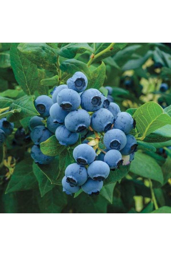 Meyve Vermeye Hazır Saksıda Bluberyy Yaban Mersini (MAVİ YEMİŞ) Fidanı 20-40cm - Image 1