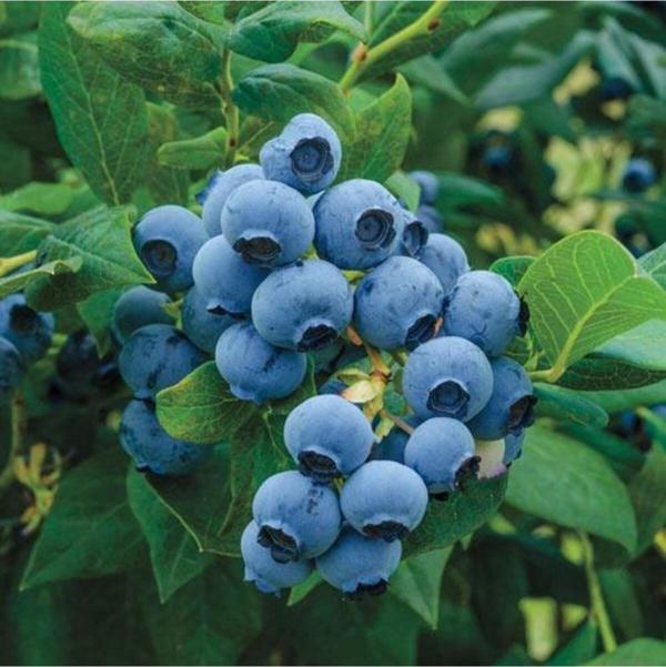 Meyve Vermeye Hazır Saksıda Bluberyy Yaban Mersini (MAVİ YEMİŞ) Fidanı 20-40cm - Image 1