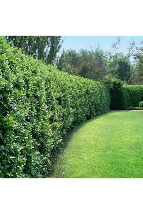 Çit Bitkisi Ligustrum Kurtbağrı Fidanı Boy 80-100cm - Image 1