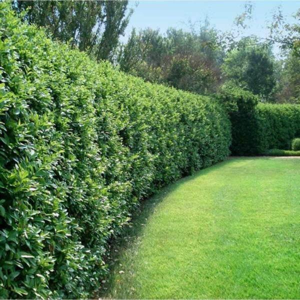 Çit Bitkisi Ligustrum Kurtbağrı Fidanı Boy 80-100cm 6 Adet - Image 1