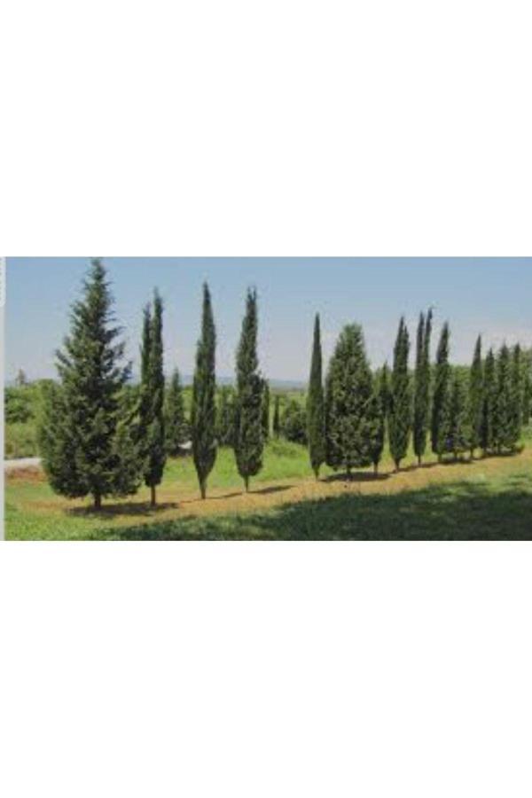 Mezarlık çam kabir ağacı fidanı 90/110 cm - Image 1
