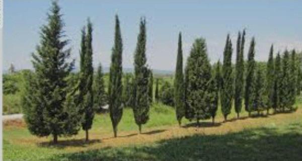 Mezarlık çam kabir ağacı fidanı 90/110 cm - Image 1