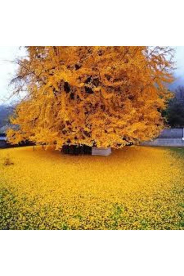 Tüplü Ginkgo Biloba Mabet Ağacı Fidanı - Image 1