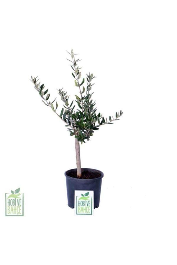 Mini Zeytin Ağacı - Olea Ssp - Bitki Boyu 40 cm - Image 1