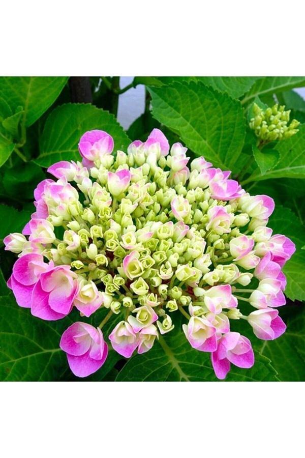 5 Adet Saksıda Gösterişli Pembe Ortanca Fidanı 30cm - Image 1