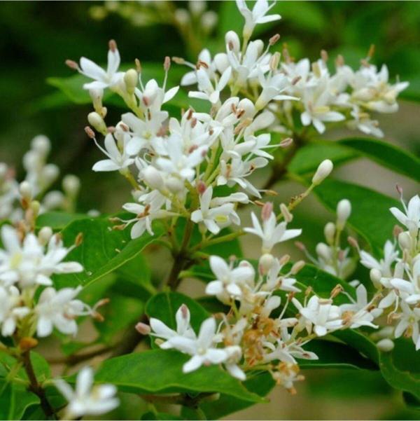 Tüplü Herdem Yeşil Çit Bitkisi Kurtbağrı (ligustrum) Fidanı - Image 1