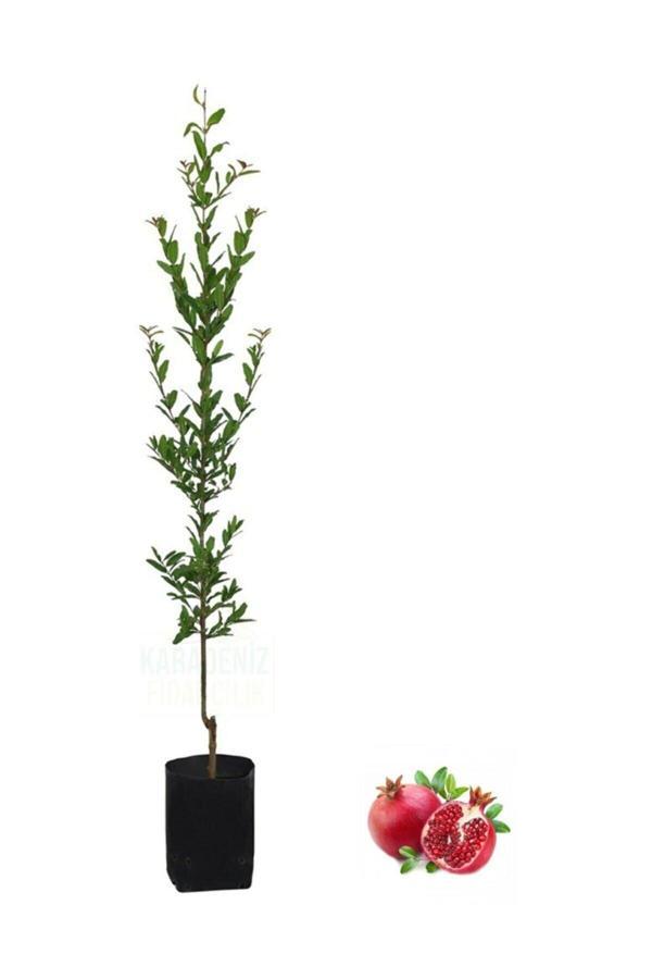 Tüplü Hicaz Nar Fidanı 80-100 cm - Image 1