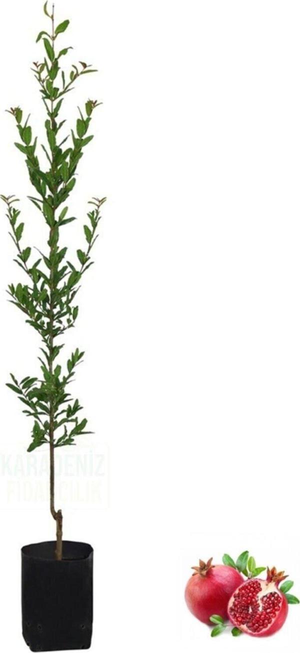 Tüplü Hicaz Nar Fidanı 80-100 cm - Image 1