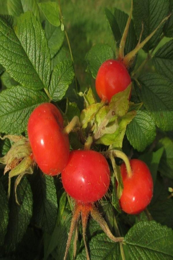 Tüplü Hollanda Tipi Rosa Rugoso Kuşburnu Fidanı - Image 1