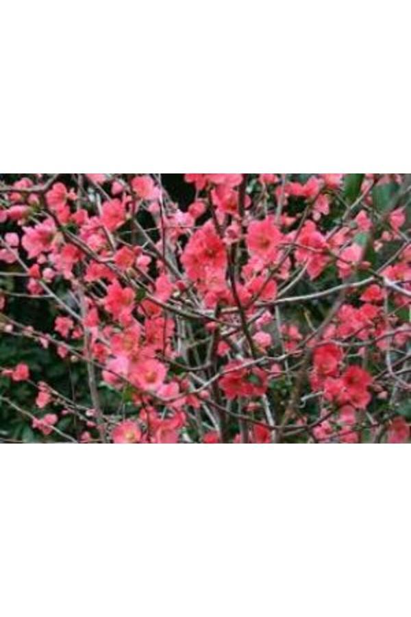 Tüplü Japon Ayvası Bahar Dalı Fidanı 20-30 Cm Chaenomeles Japonica - Image 1