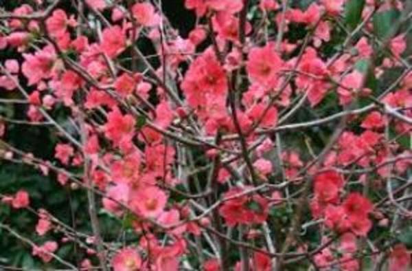 Tüplü Japon Ayvası Bahar Dalı Fidanı 20-30 Cm Chaenomeles Japonica - Image 1