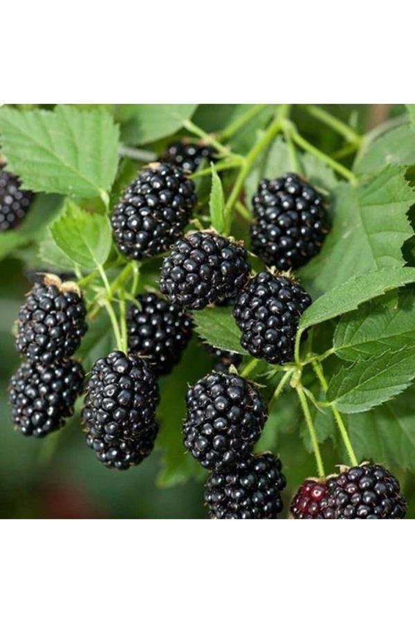 Tüplü Jumbo Böğürtlen Fidanı 1 Yaş - Iri Meyveli - Image 1
