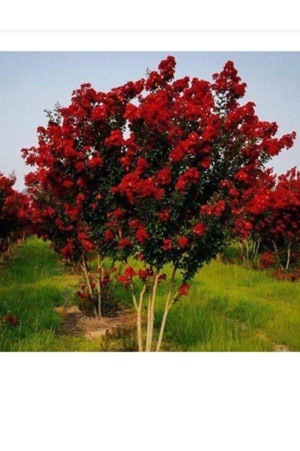 Tüplü kırmızı çiçekli oya ağacı fidanı 30/50 cm - Image 1