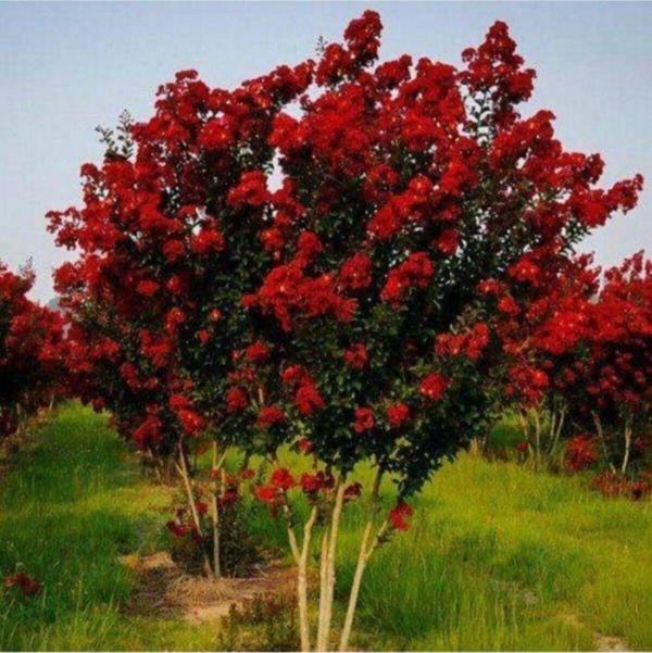 Tüplü kırmızı çiçekli oya ağacı fidanı 30/50 cm - Image 1