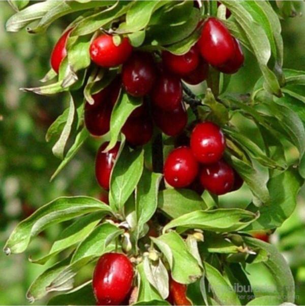 Tüplü Kızılcık Fidanı 40-70 Cm - Image 1