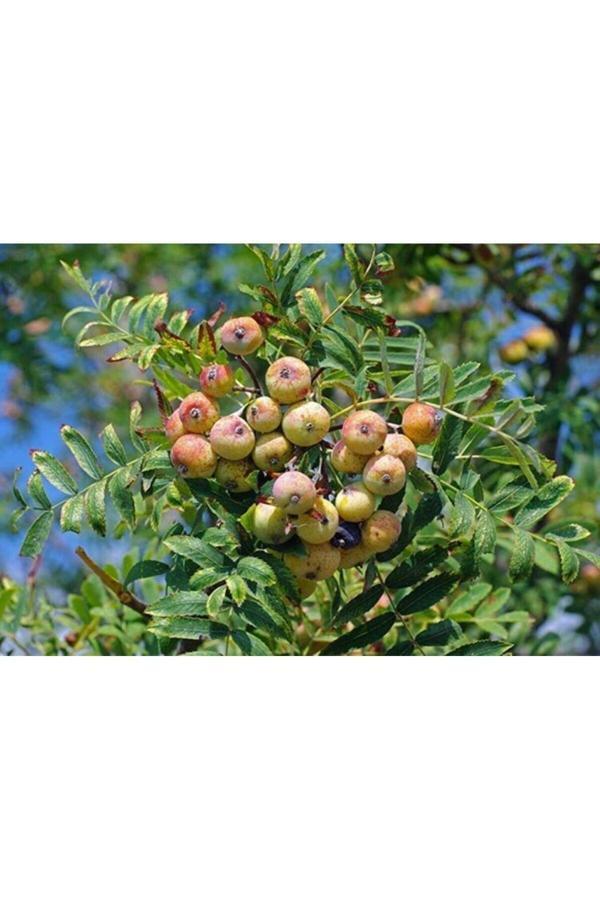 Ovaz Sorbus Domestica Üvez Fidanı Tüplü 60-80cm - Image 1