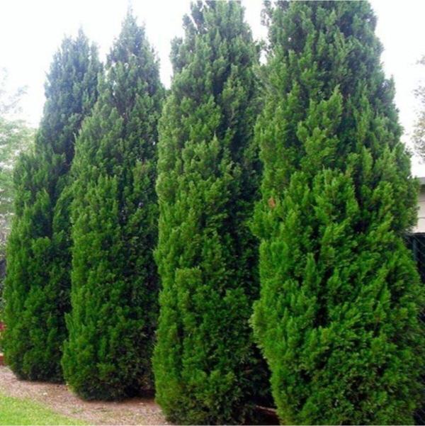 Tüplü Leylandi (cupressocyparis Leylandii) Fidanı(30-40cm) - Image 1