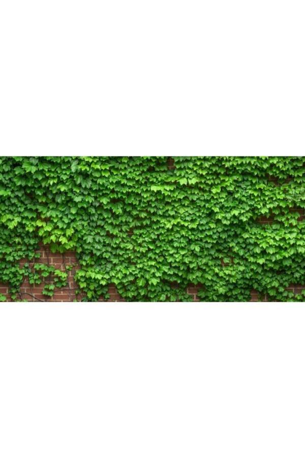 Duvar Sarmaşığı Fidanı ( Tüplü \ 40-60 Cm ) - Image 1