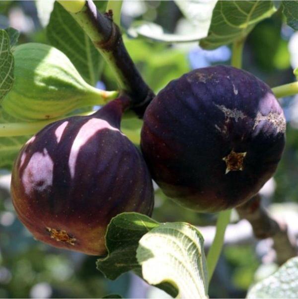 Tüplü Lezzetli Durdane Siyah Incir (BURSA SİYAHI) I 20-40 Cm - Image 1