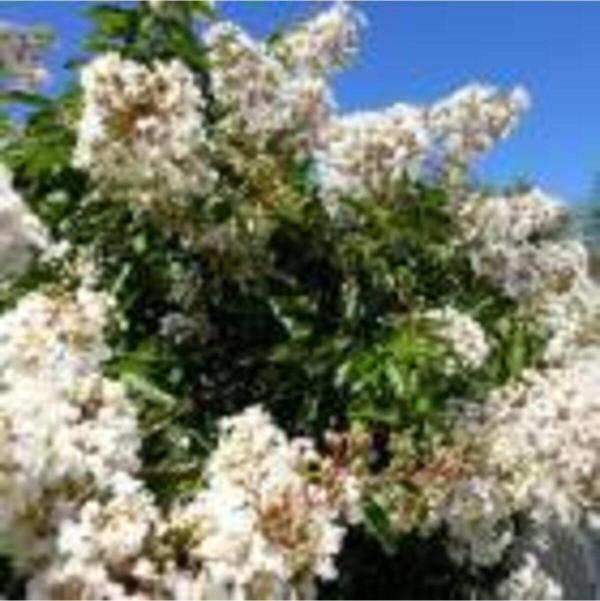 Oya Ağacı Fidanı Beyaz ( Tüplü) 30 - 40 Cm - Image 1