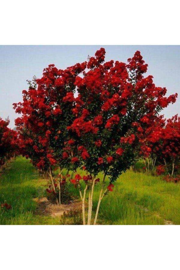 Oya Ağacı Fidanı Kırmızı ( Tüplü) 30 - 40 Cm - Image 1