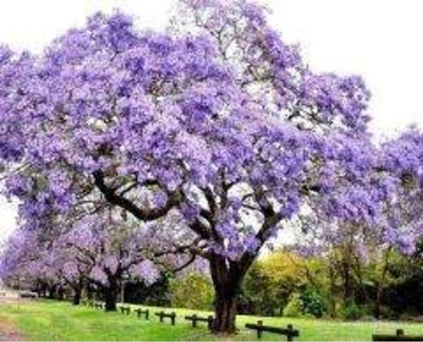 Dünya'nın En Hızlı Büyüyen Ağacı Paulownia Fidanı - Image 1