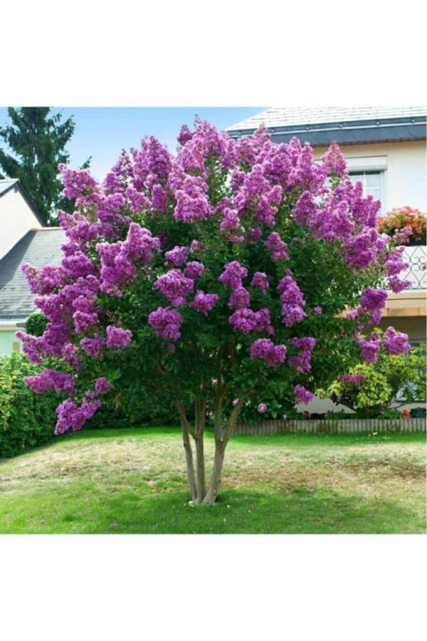 Oya Ağacı Fidanı Mor 30-40 Cm - Image 1