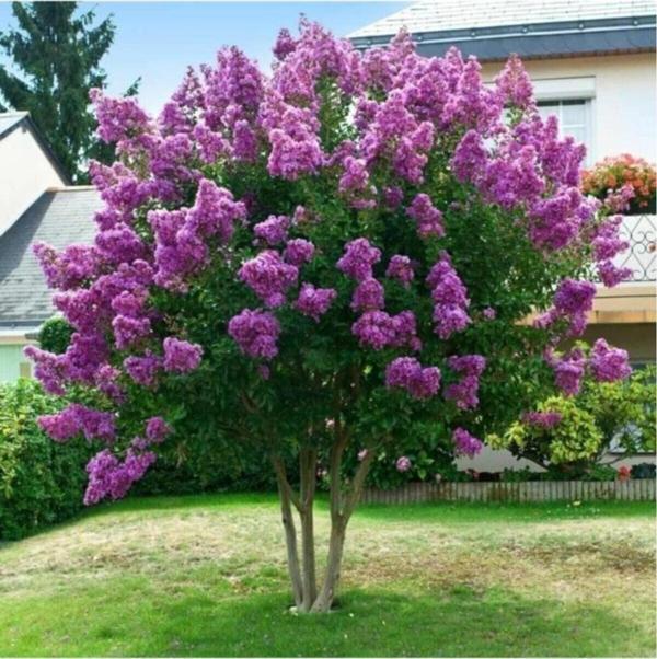 Oya Ağacı Fidanı Mor 30-40 Cm - Image 1