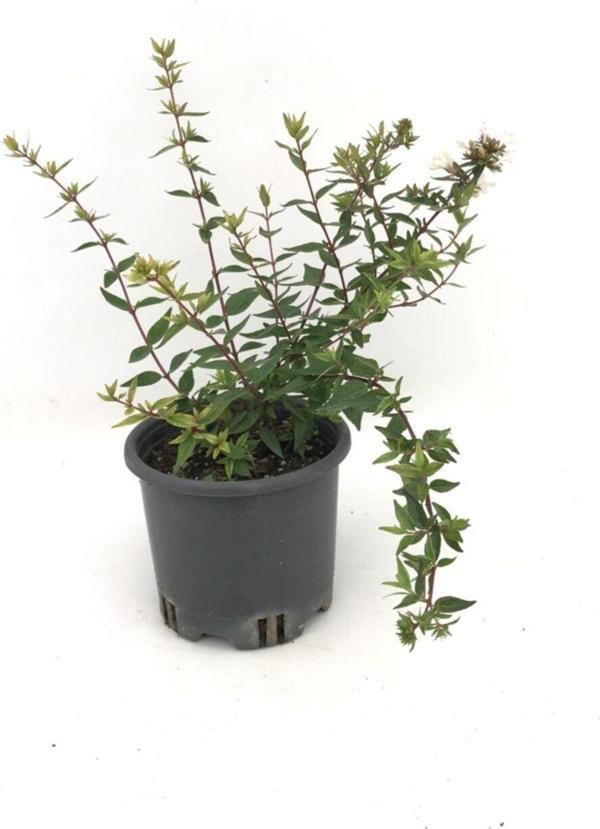 Abelia, Abelya, Güzellik Çalısı 40cm - Image 1